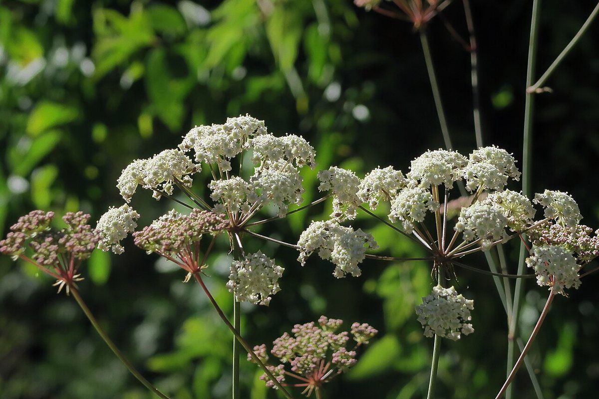 Potager sur Balcon : Guide Complet pour Cultiver Legumes et Herbes en Ville