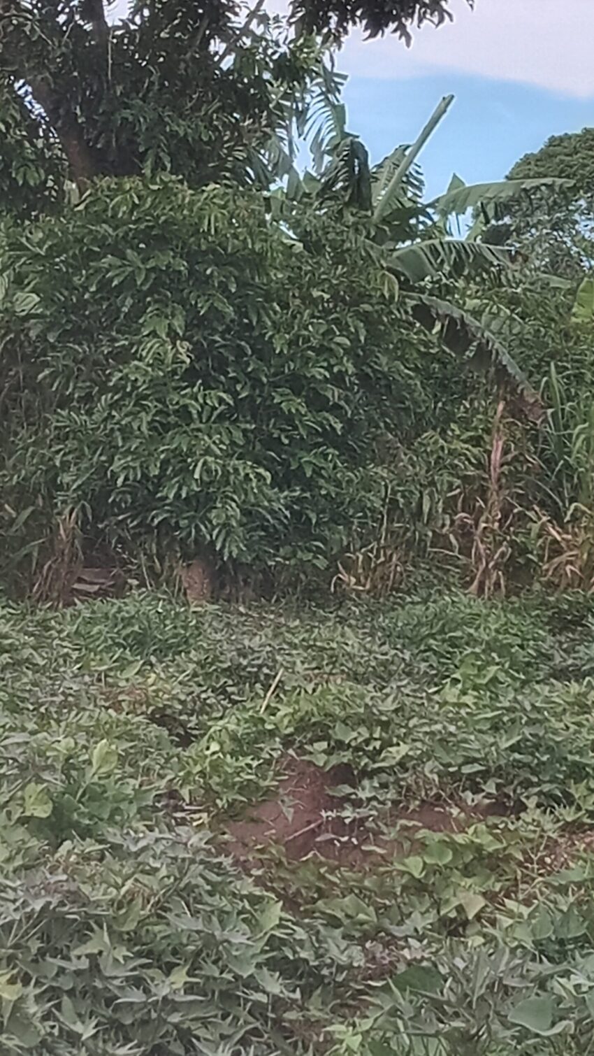 potato tubers harvest