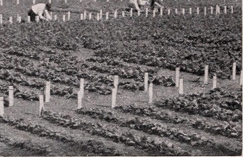 young spinach leaves