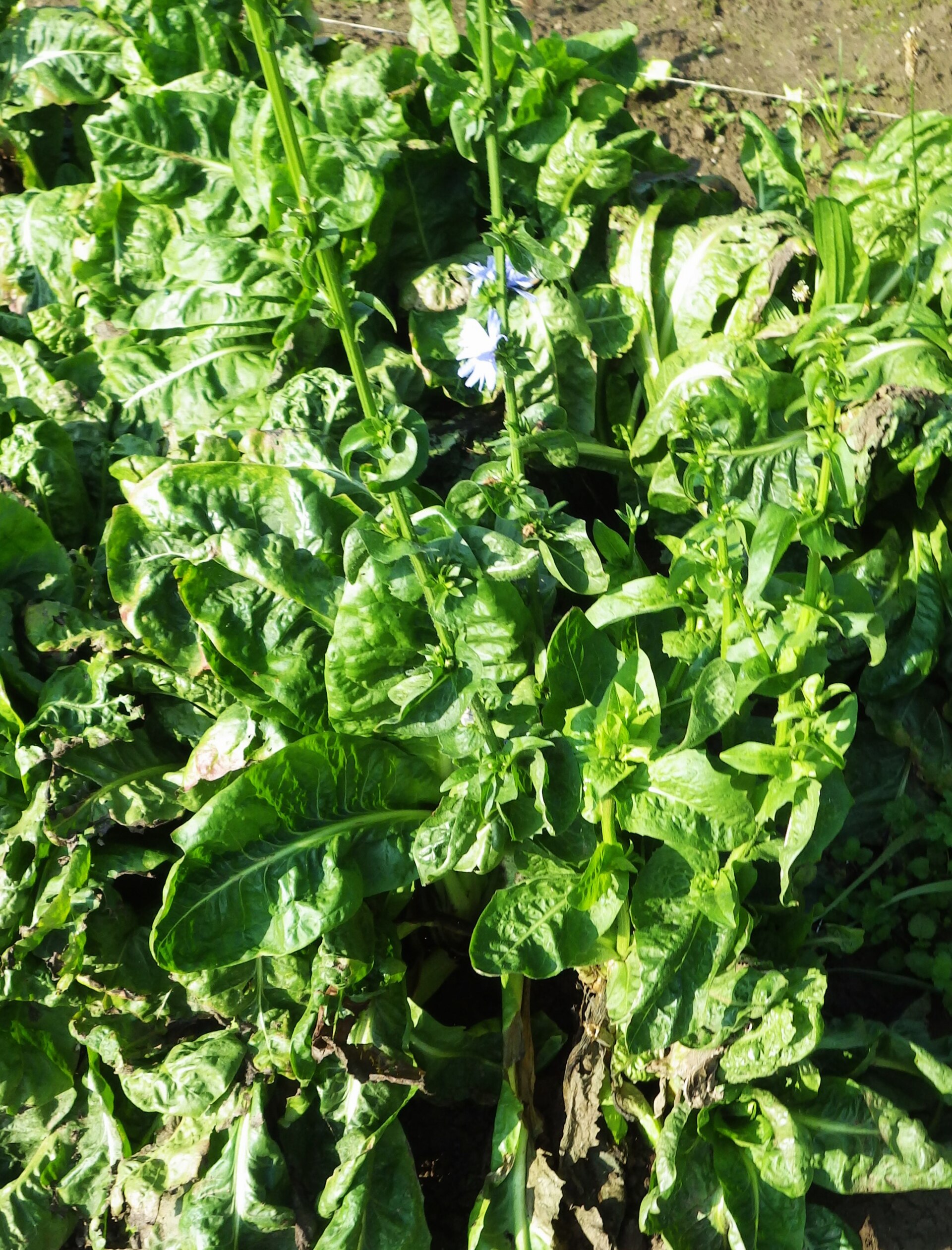 chicory witloof heads