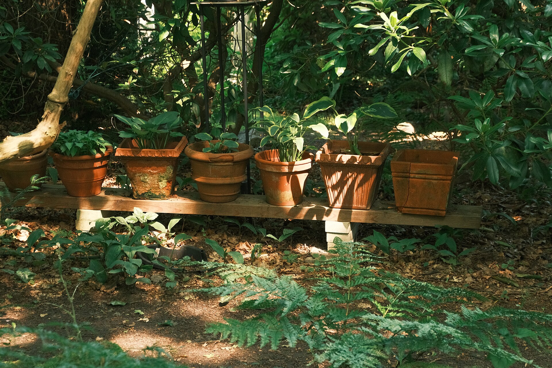 terracotta pots frost
