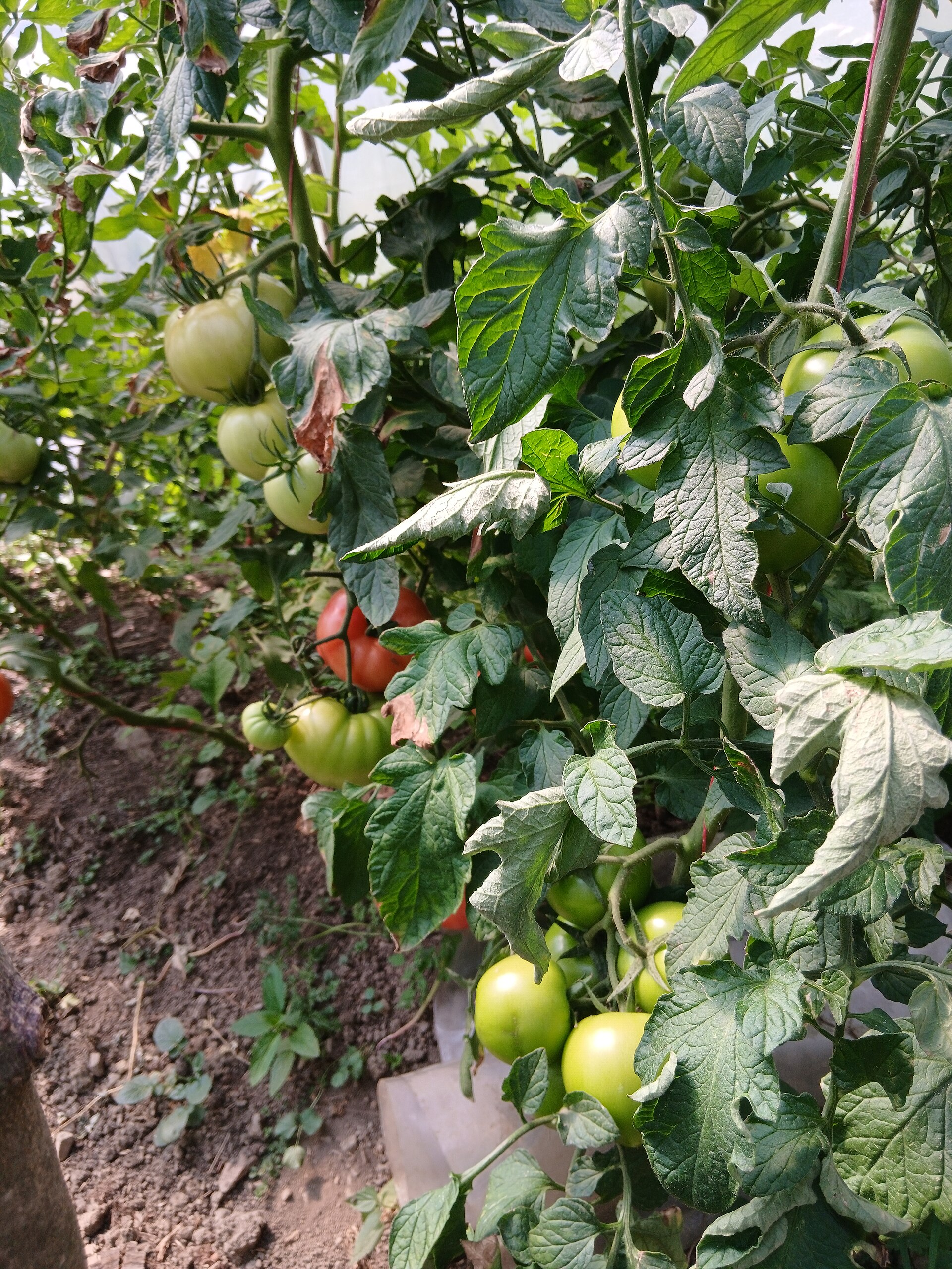 low polytunnel vegetables