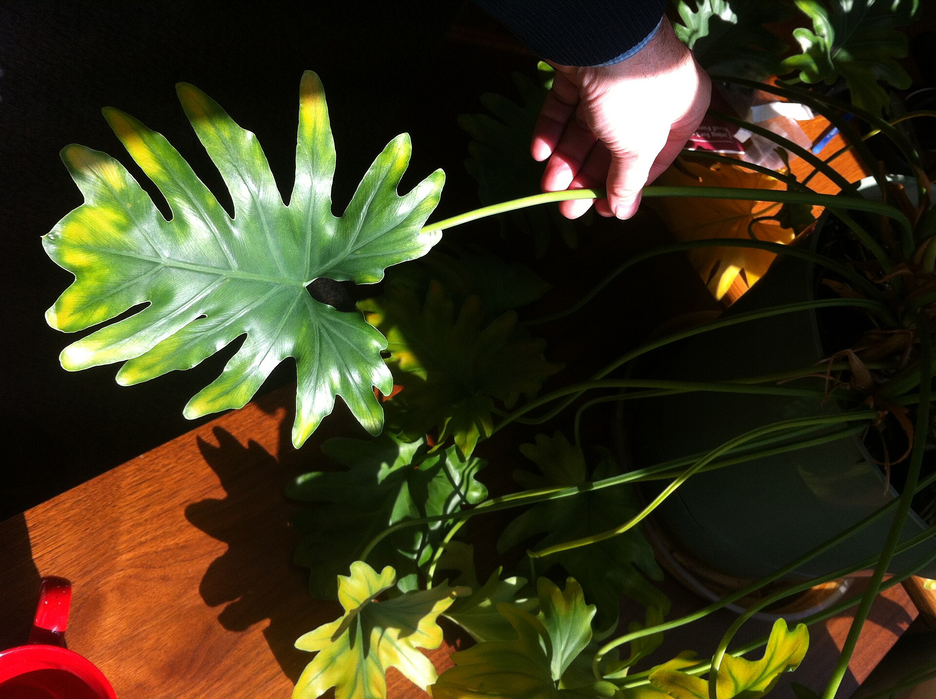 houseplants near window