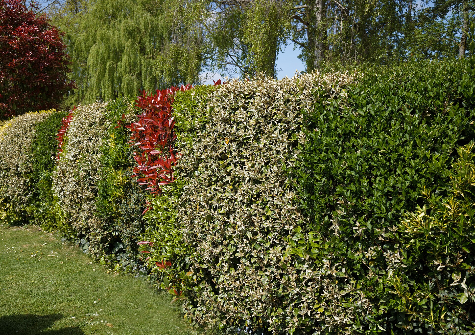 mixed hedge shrubs