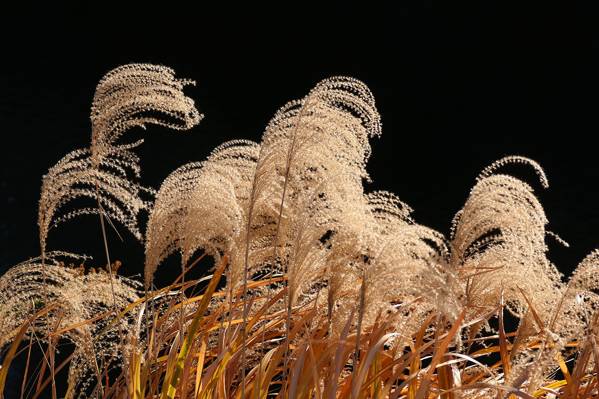 miscanthus grass winter