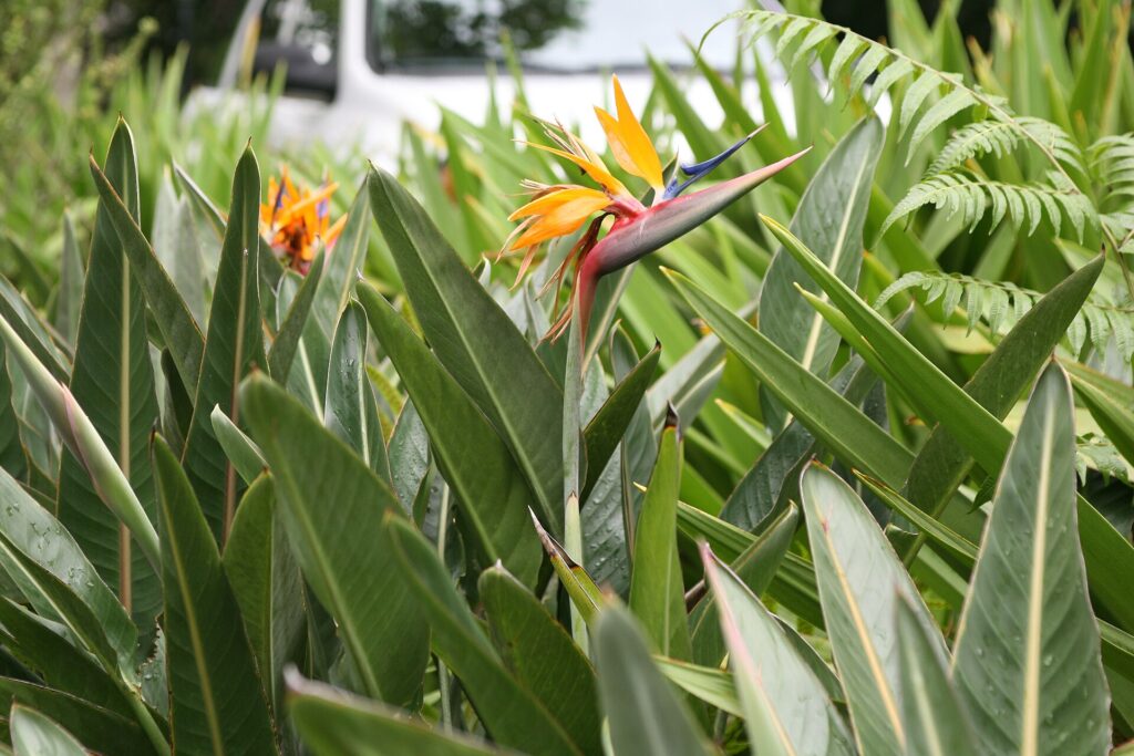 Grandes feuilles de strelitzia cultivé en pot devant une fenêtre lumineuse