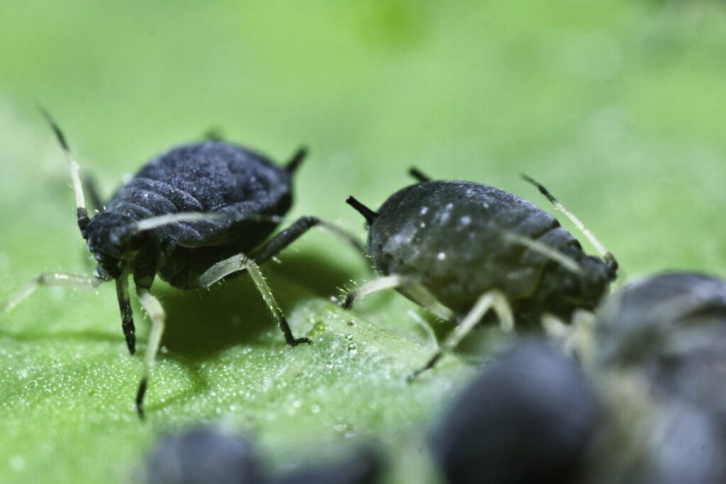 Colonie de pucerons noirs agglutin&eacute;s sur la tige tendre d'une plante potag&egrave;re