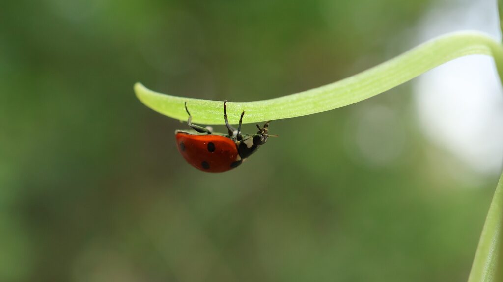 Coccinelle rouge &agrave; points noirs pos&eacute;e sur une feuille verte couverte de pucerons