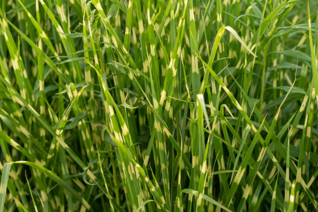 &Eacute;pis &eacute;troits et dress&eacute;s d'une gramin&eacute;e ornementale, align&eacute;s le long d'une all&eacute;e