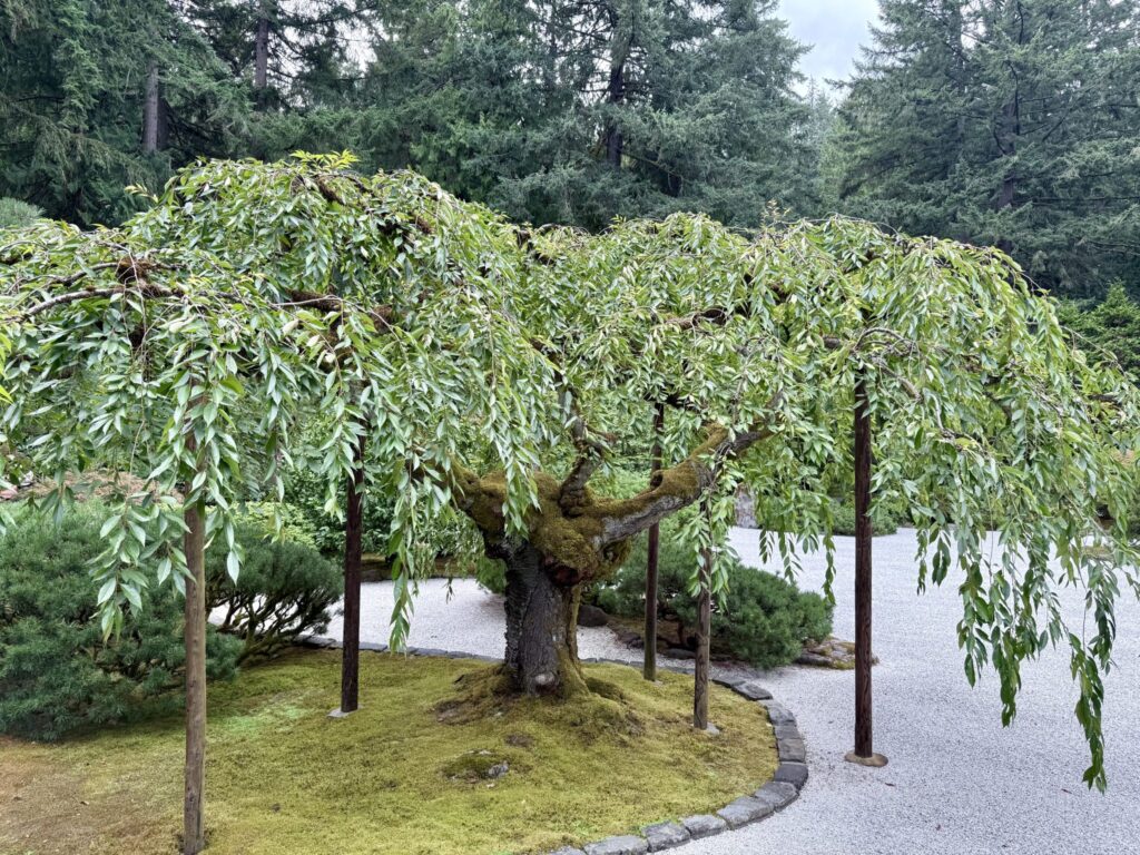 All&eacute;e de jardin couverte de gravier clair bord&eacute;e de plantes basses