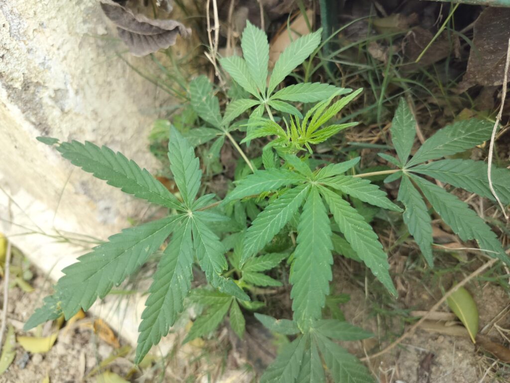 Feuilles mortes brunes mêlées à de l'herbe coupée séchée, prêtes à être étalées