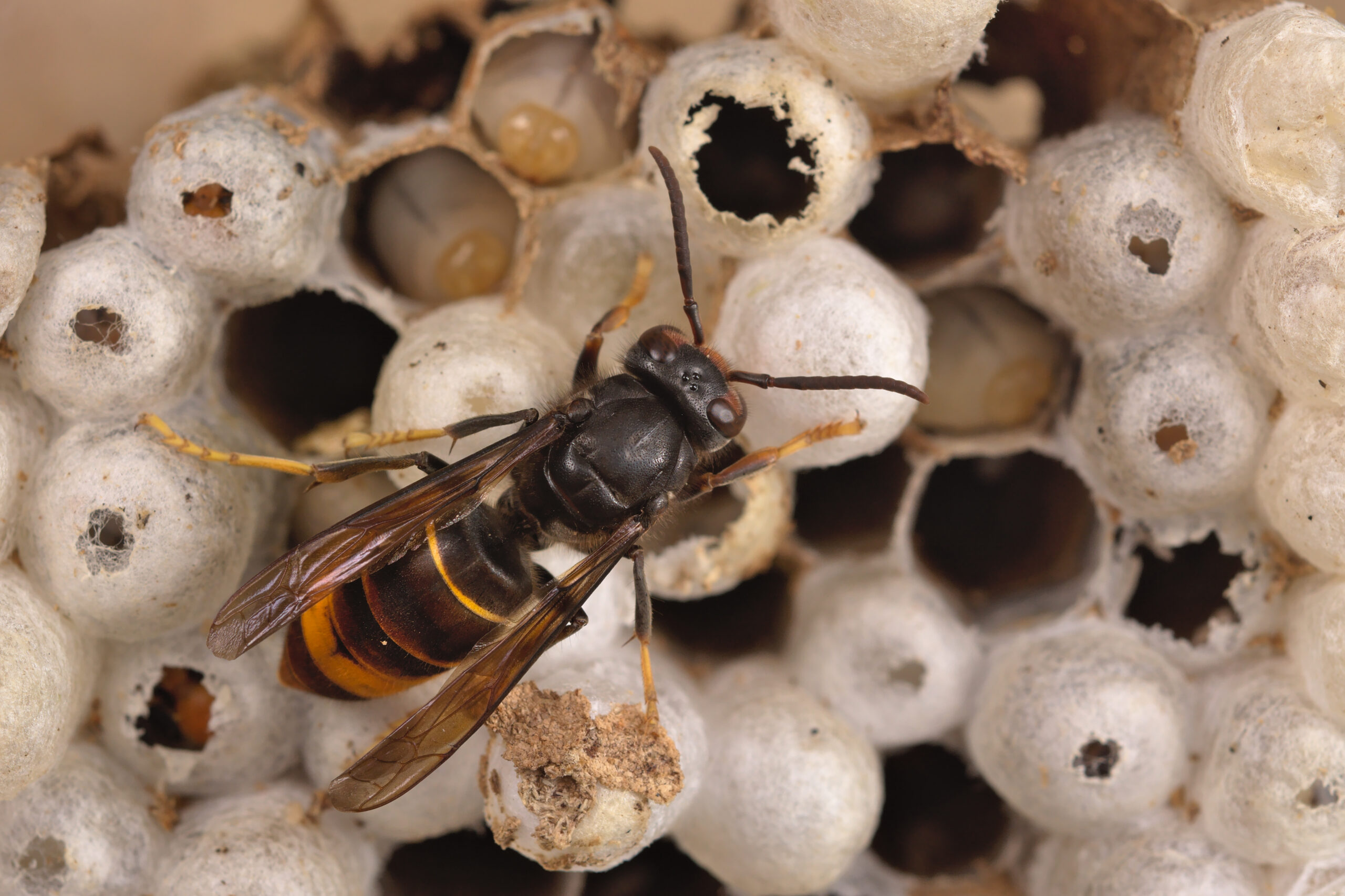 Grand nid sphérique de frelon asiatique suspendu haut dans les branches d'un arbre