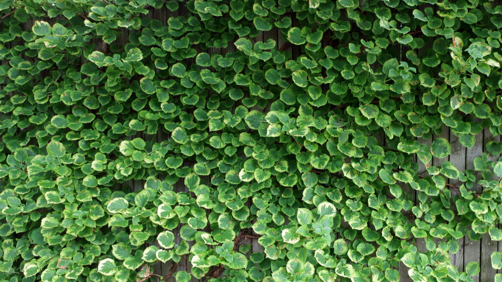 Hortensia grimpant fix&eacute; sur un mur clair, feuillage vert et fleurs blanches en plateau