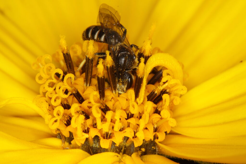 Faisceau de tiges creuses coup&eacute;es, plusieurs entr&eacute;es bouch&eacute;es par des cloisons de terre