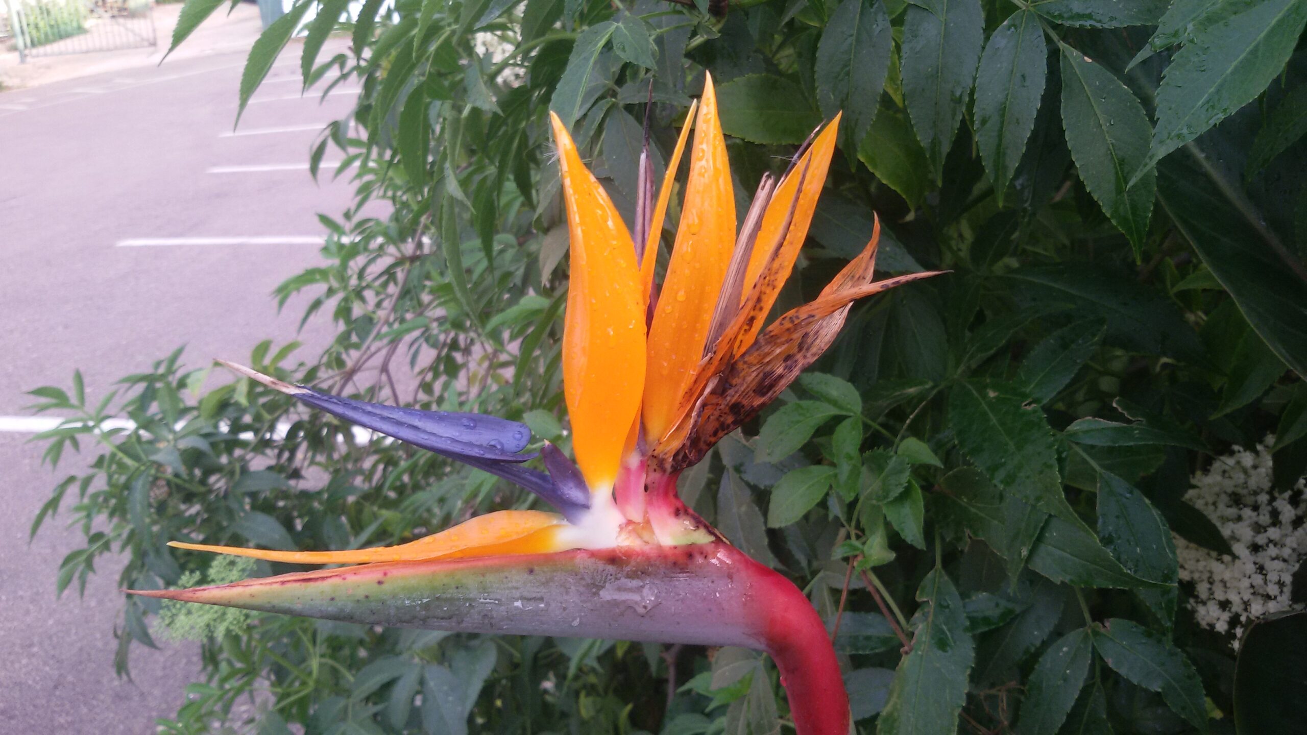 Fleur orange et bleue de strelitzia ouverte au-dessus d'un feuillage vert épais