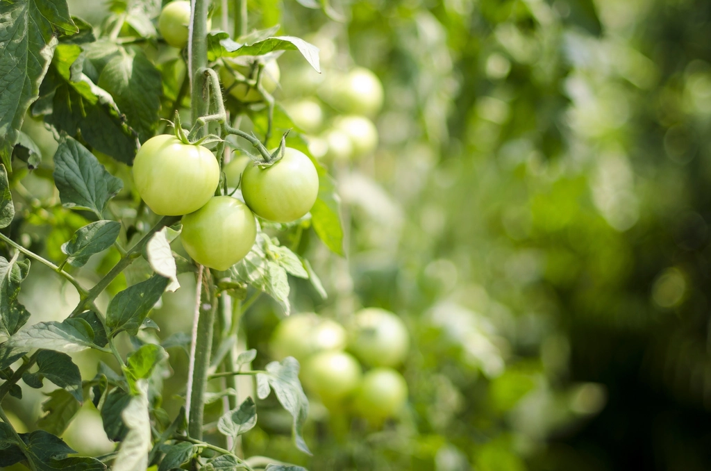 Tomates vertes encore fermes posées en une seule couche dans une cagette en bois