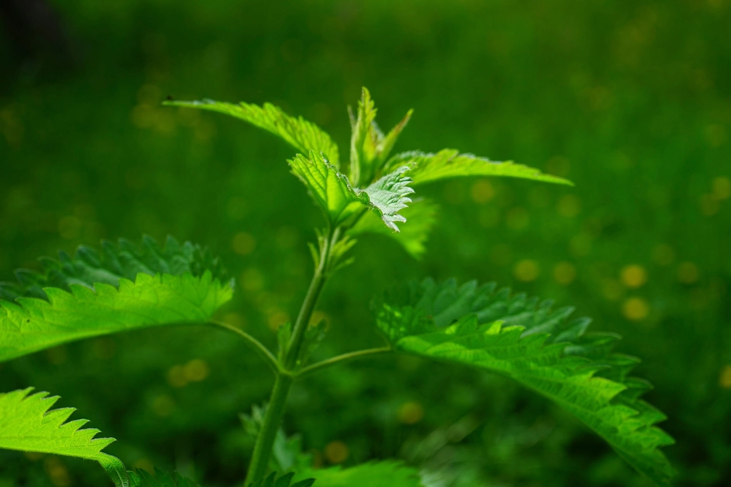 Touffe d'orties vertes en bordure de jardin, feuilles dent&eacute;es bien d&eacute;velopp&eacute;es