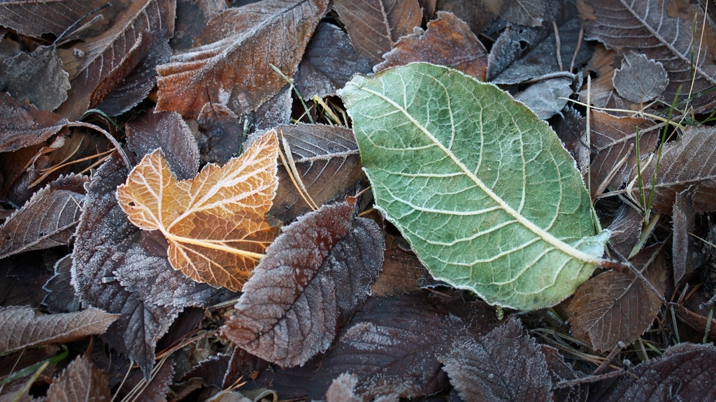 Givre blanc dessinant les nervures sur des feuilles vertes au petit matin